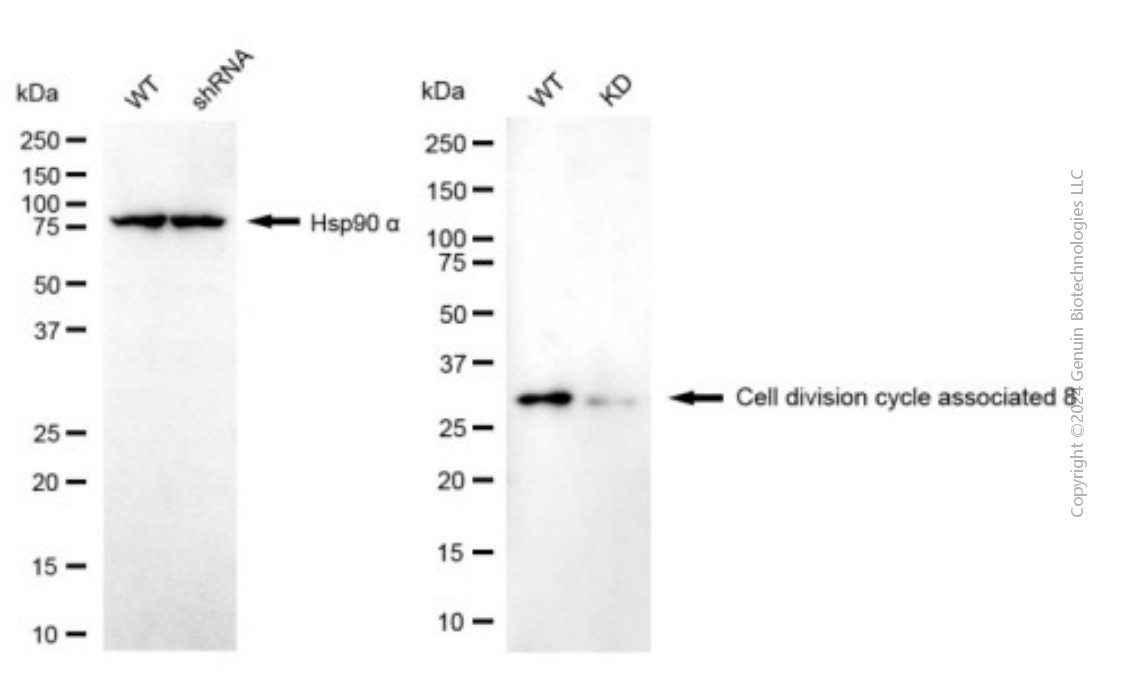 KD-Validated Anti-CDCA8 Mouse Monoclonal Antibody ABG1951