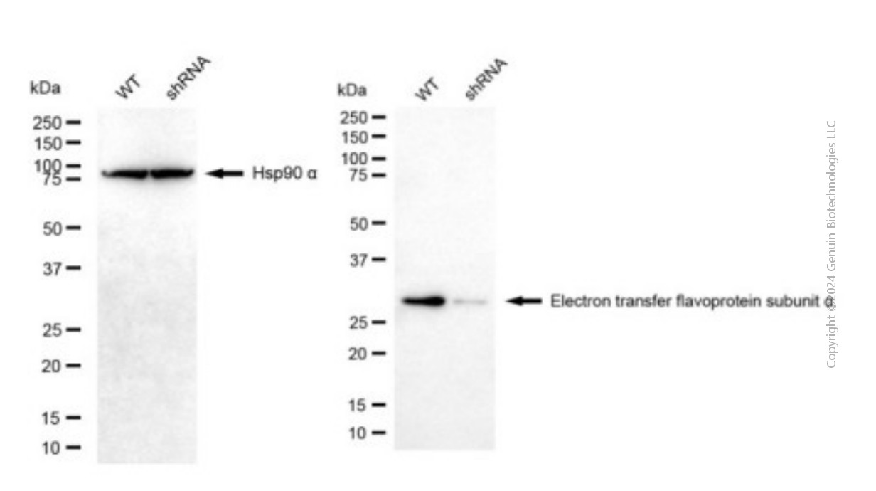 KD-Validated Anti-ETFA Mouse Monoclonal Antibody ABG1952