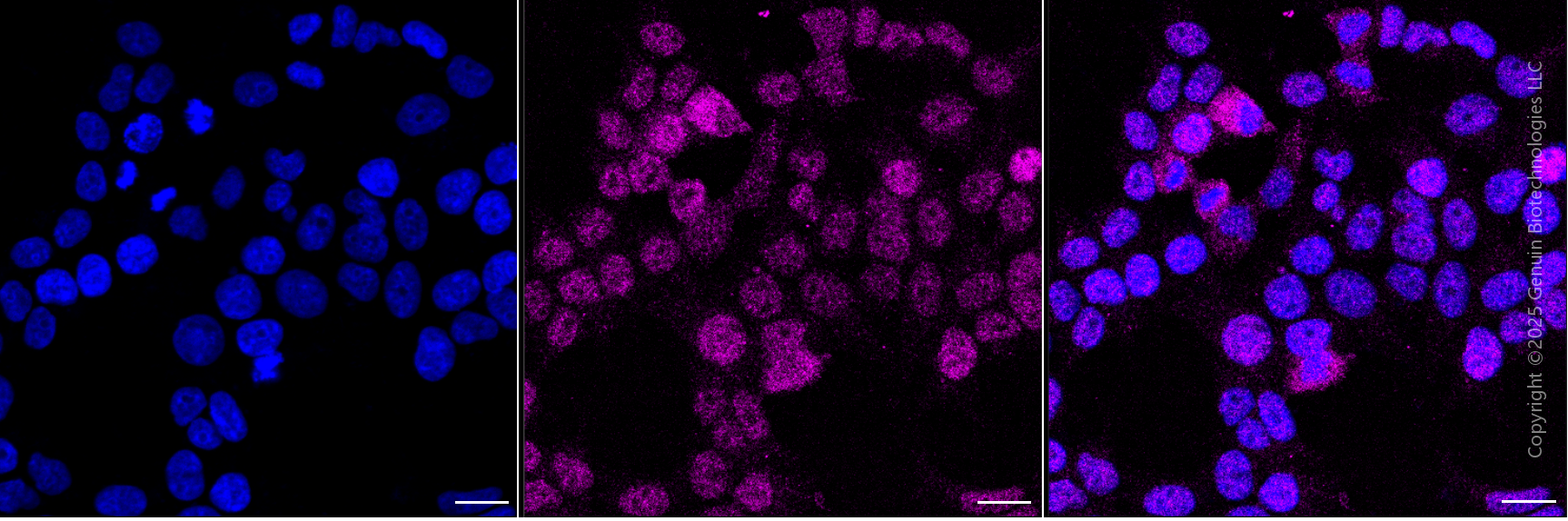 KD-Validated Anti-SRSF9 Mouse Monoclonal Antibody ABG1953