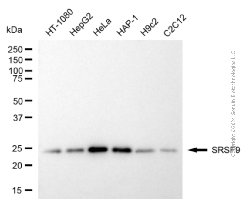 KD-Validated Anti-SRSF9 Mouse Monoclonal Antibody ABG1953