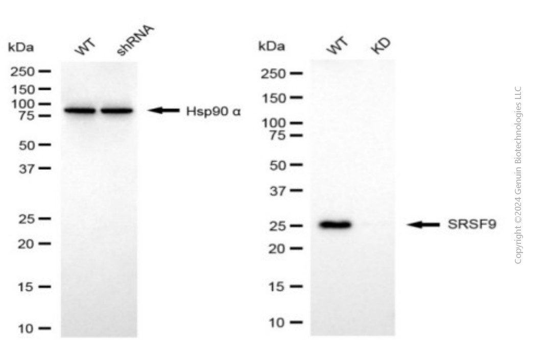 KD-Validated Anti-SRSF9 Mouse Monoclonal Antibody ABG1953