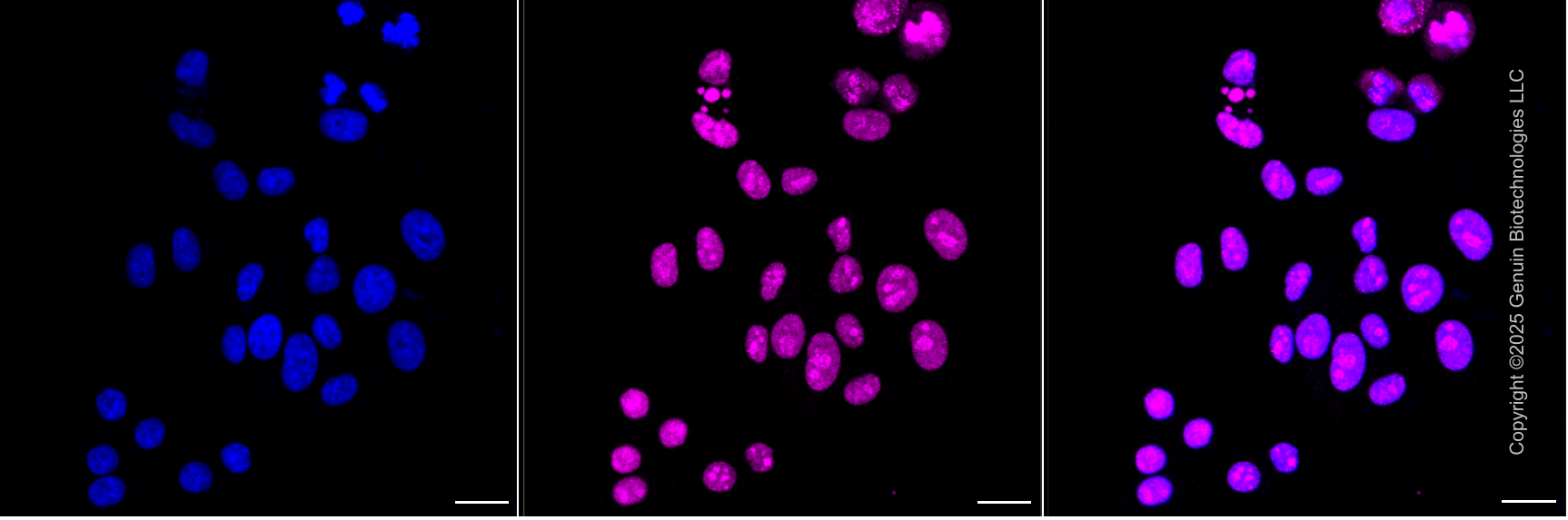 KD-Validated Anti-HNRNPA0 Mouse Monoclonal Antibody ABG1954