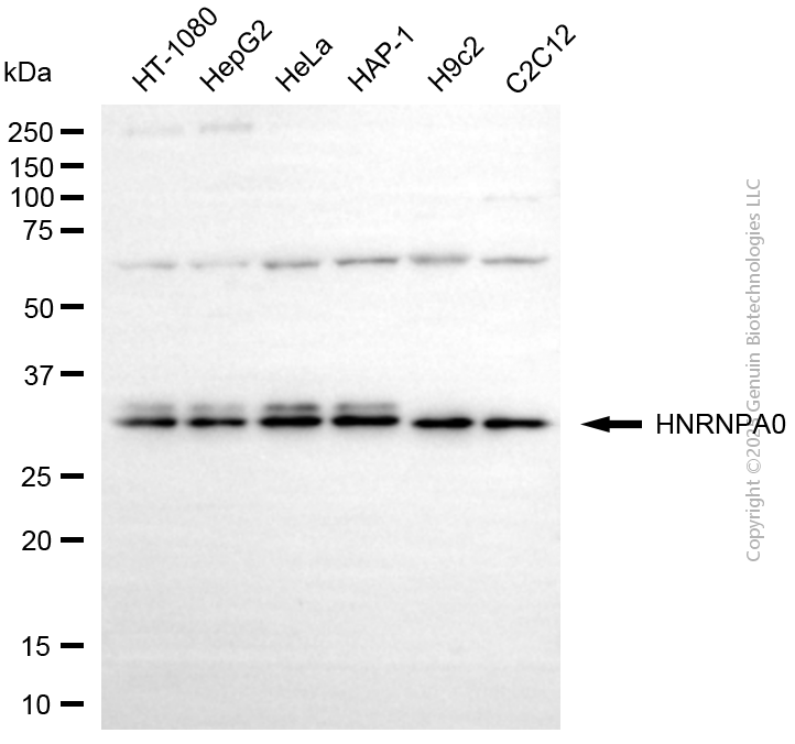 KD-Validated Anti-HNRNPA0 Mouse Monoclonal Antibody ABG1954