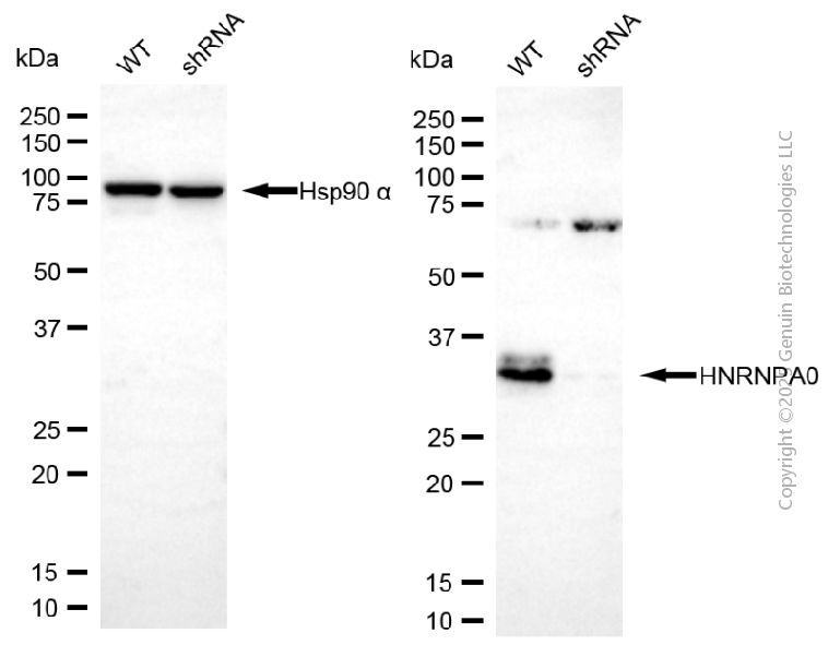 KD-Validated Anti-HNRNPA0 Mouse Monoclonal Antibody ABG1954