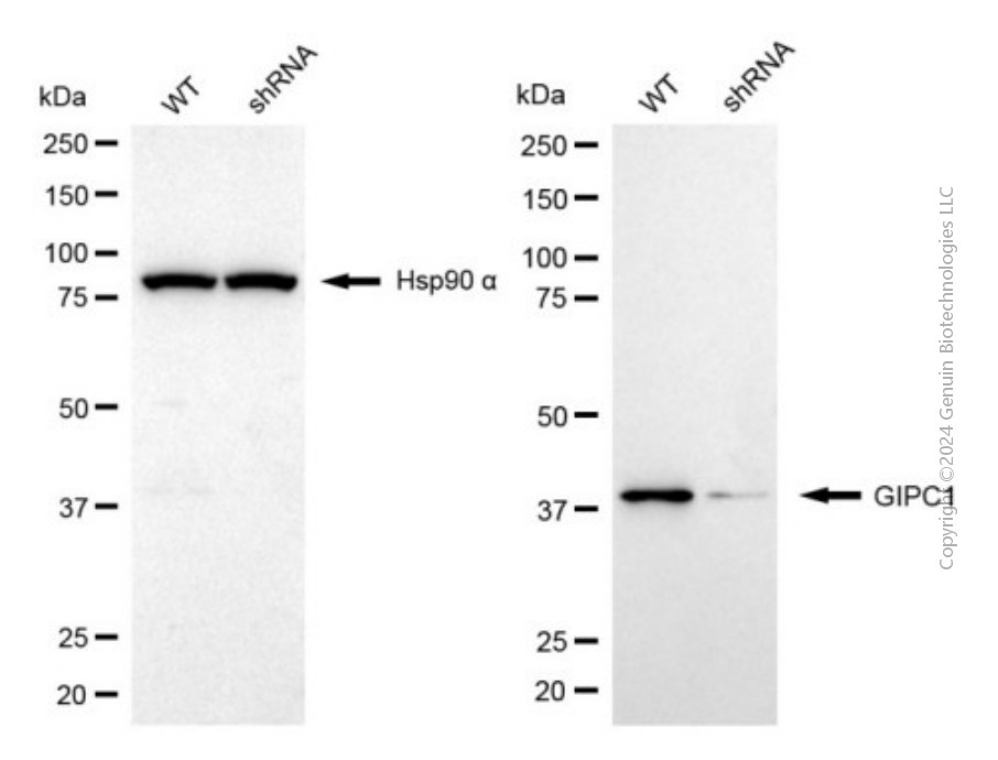 KD-Validated Anti-GIPC1 Mouse Monoclonal Antibody ABG1956