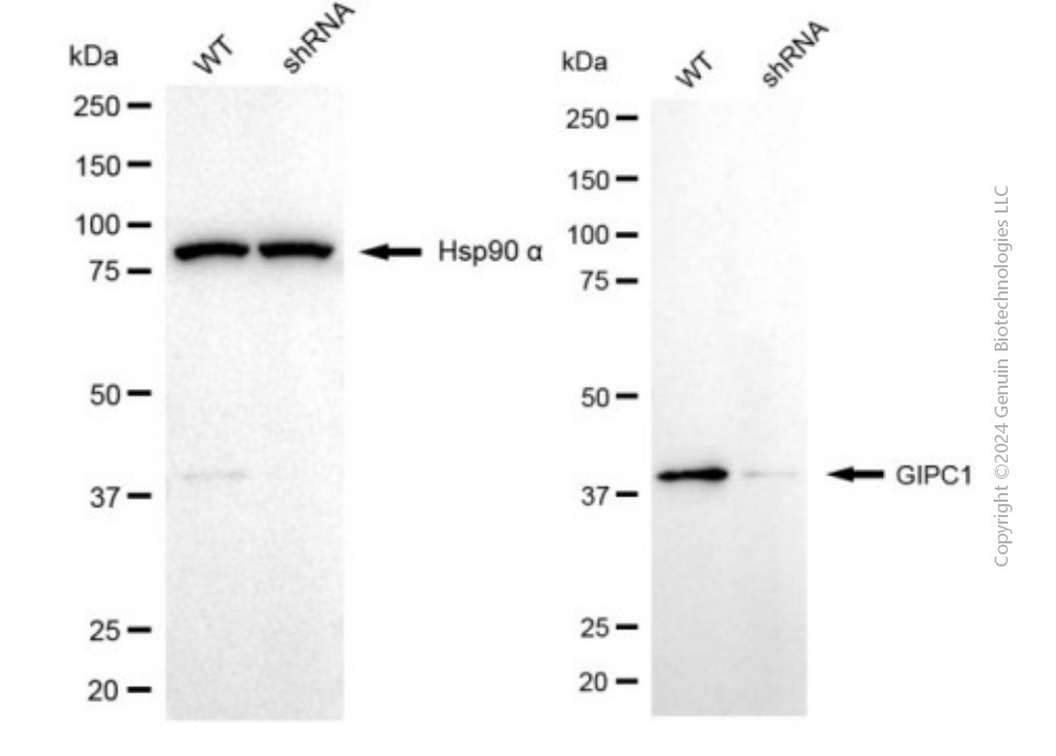 KD-Validated Anti-GIPC1 Mouse Monoclonal Antibody ABG1957