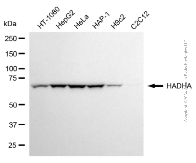 KD-Validated Anti-HADHA Mouse Monoclonal Antibody ABG1958