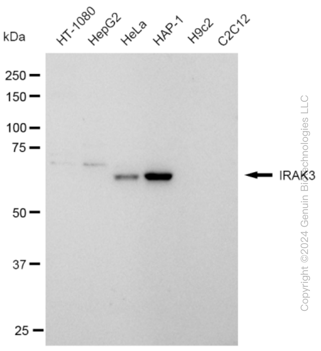 KD-Validated Anti-IRAK3 Rabbit Monoclonal Antibody ABG1959