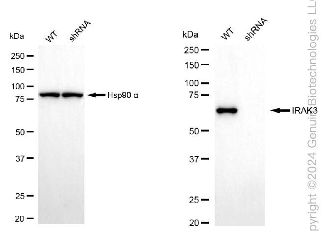 KD-Validated Anti-IRAK3 Rabbit Monoclonal Antibody ABG1959