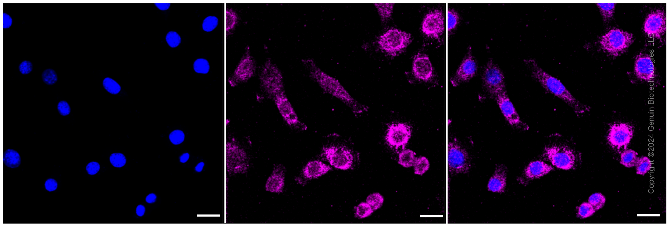 KD-Validated Anti-G protein subunit alpha q Rabbit Monoclonal Antibody ABG1960