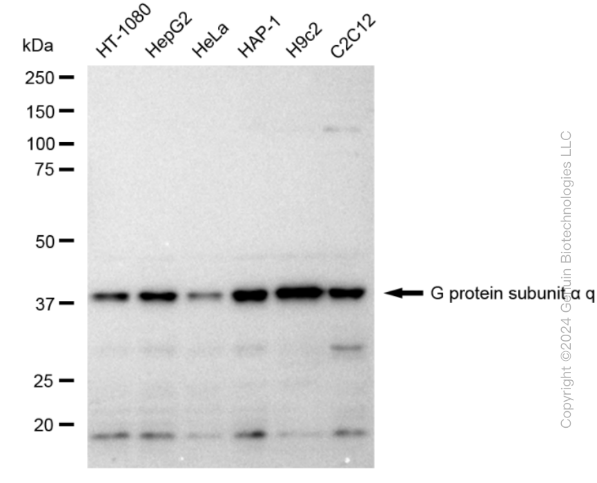 KD-Validated Anti-G protein subunit alpha q Rabbit Monoclonal Antibody ABG1960
