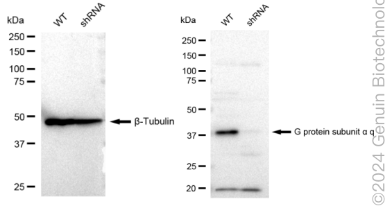 KD-Validated Anti-G protein subunit alpha q Rabbit Monoclonal Antibody ABG1960