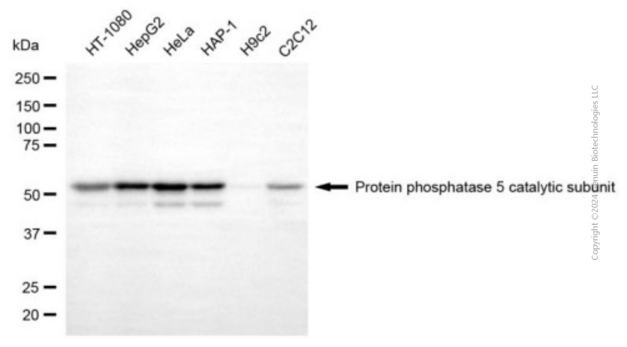 KD-Validated Anti-PPP5C mouse monoclonal antibody ABG1961