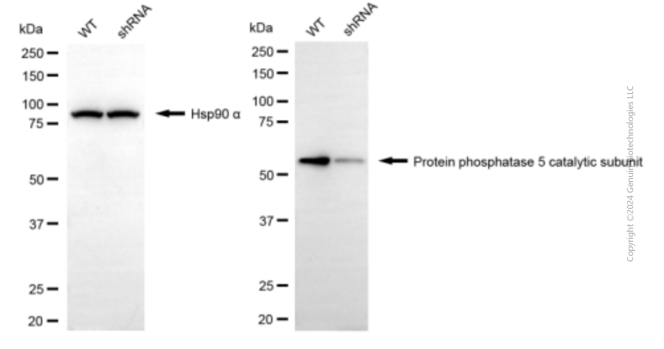 KD-Validated Anti-PPP5C mouse monoclonal antibody ABG1961