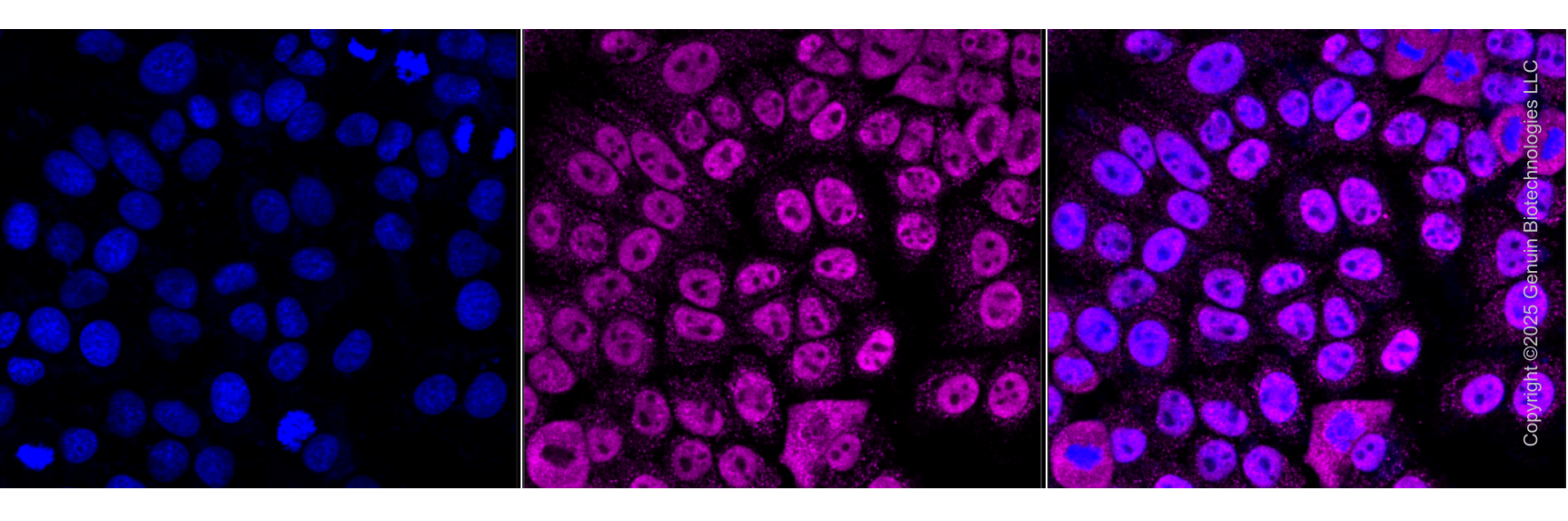 KD-Validated Anti-HNRNPF Mouse monoclonal antibody ABG1962