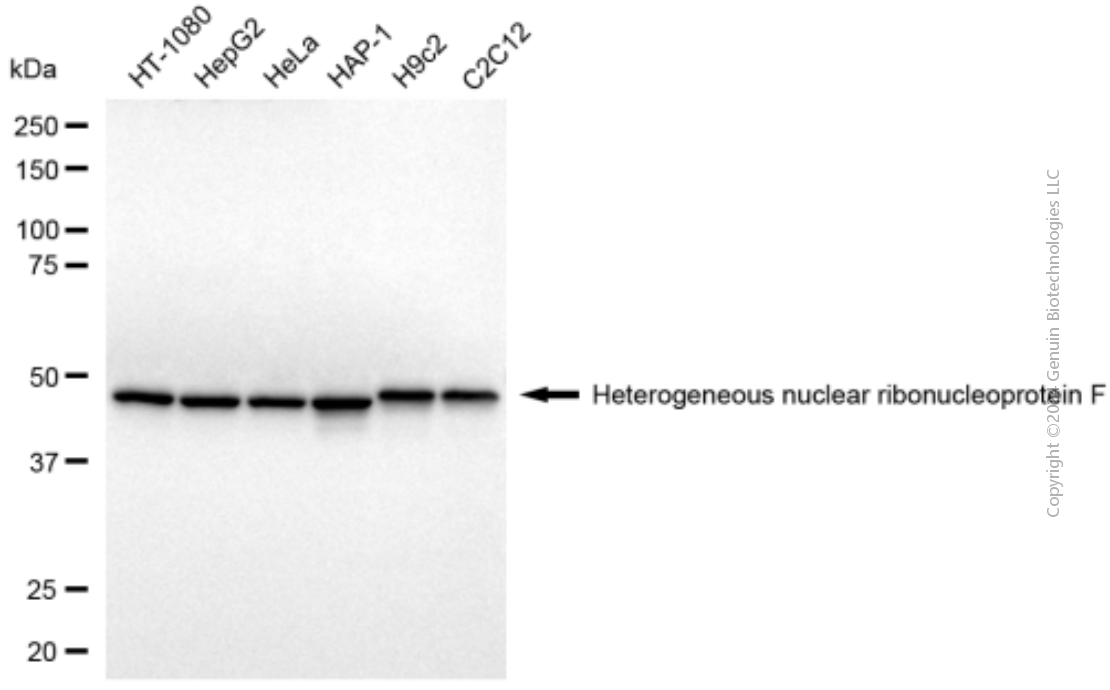 KD-Validated Anti-HNRNPF Mouse monoclonal antibody ABG1962