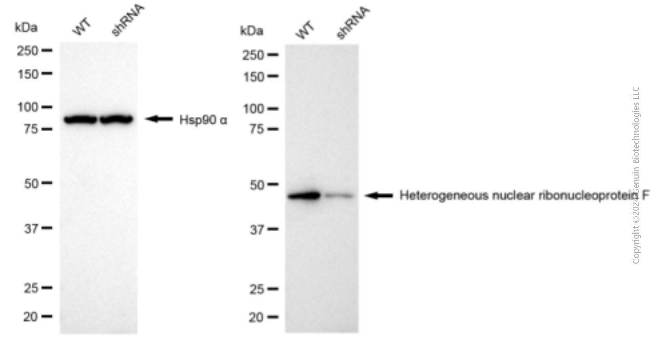 KD-Validated Anti-HNRNPF Mouse monoclonal antibody ABG1962