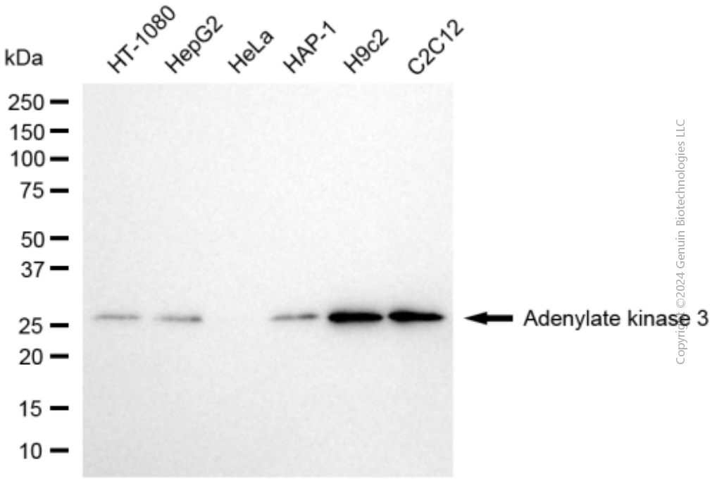 KD-Validated Anti-AK3 mouse monoclonal antibody ABG1963