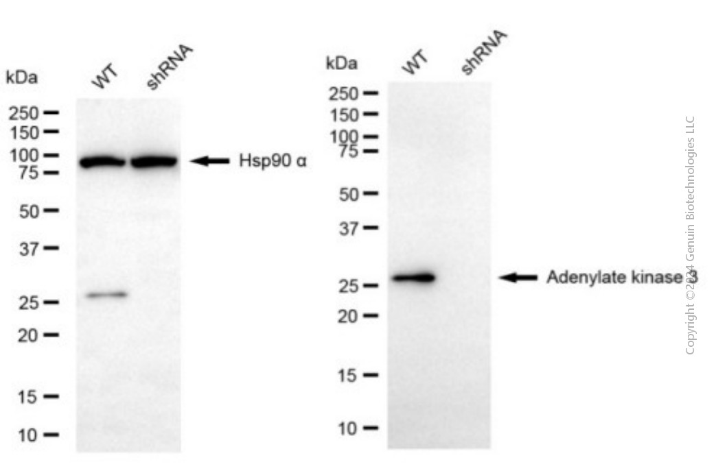 KD-Validated Anti-AK3 mouse monoclonal antibody ABG1963