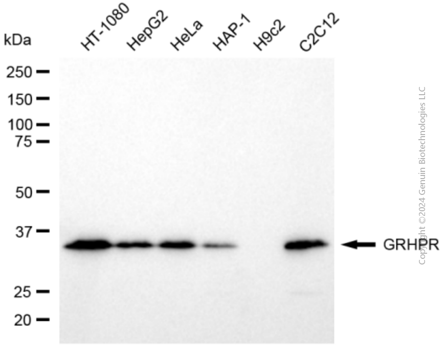 KD-Validated Anti-GRHPR mouse monoclonal antibody ABG1964