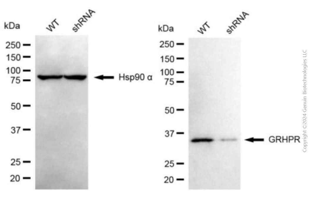 KD-Validated Anti-GRHPR mouse monoclonal antibody ABG1964