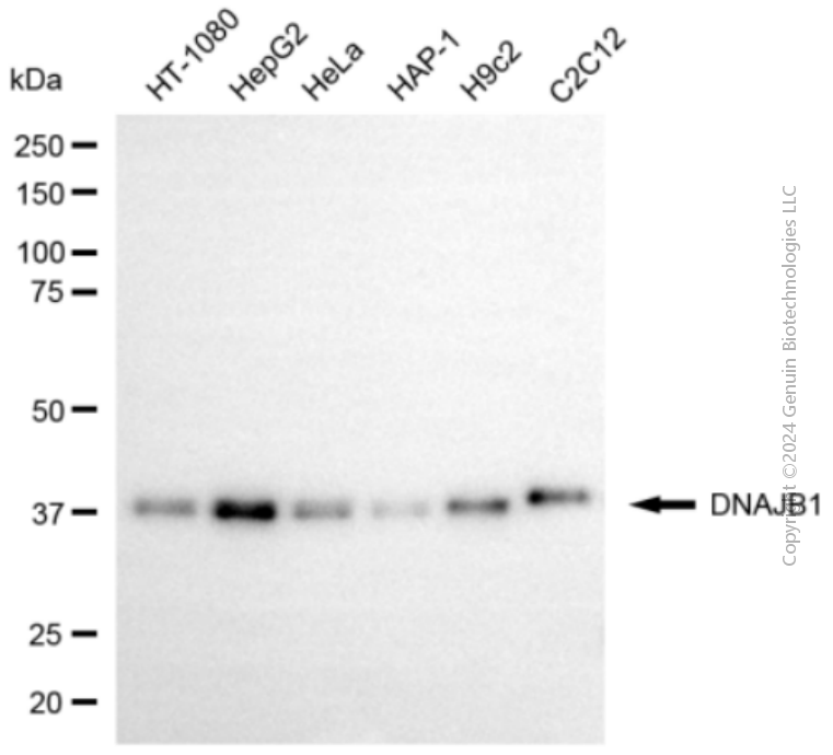 KD-Validated Anti-DNAJB1 mouse monoclonal antibody ABG1965