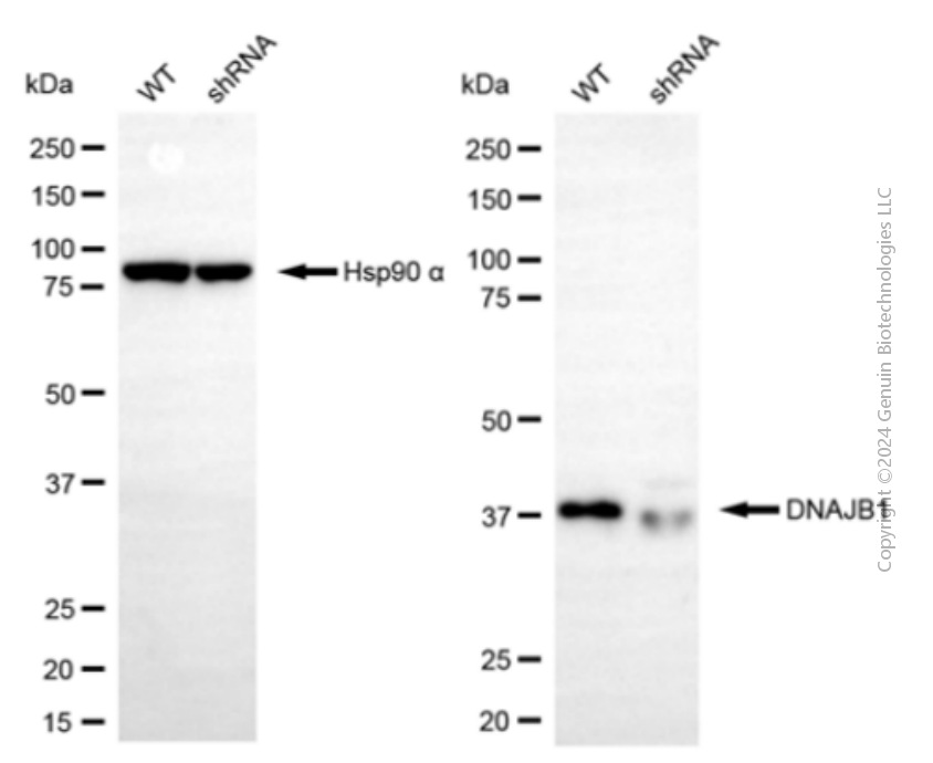 KD-Validated Anti-DNAJB1 mouse monoclonal antibody ABG1965