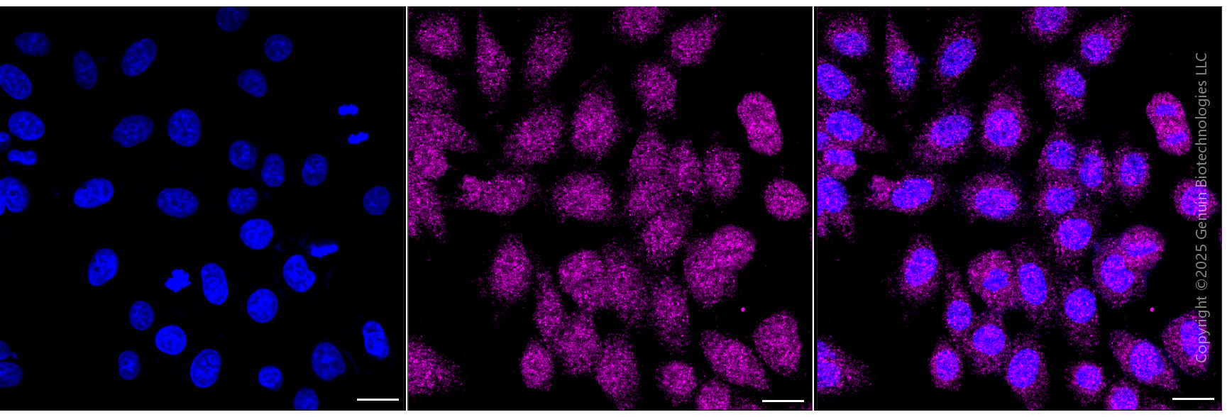 KD-Validated Anti-LTBR mouse monoclonal antibody ABG1967