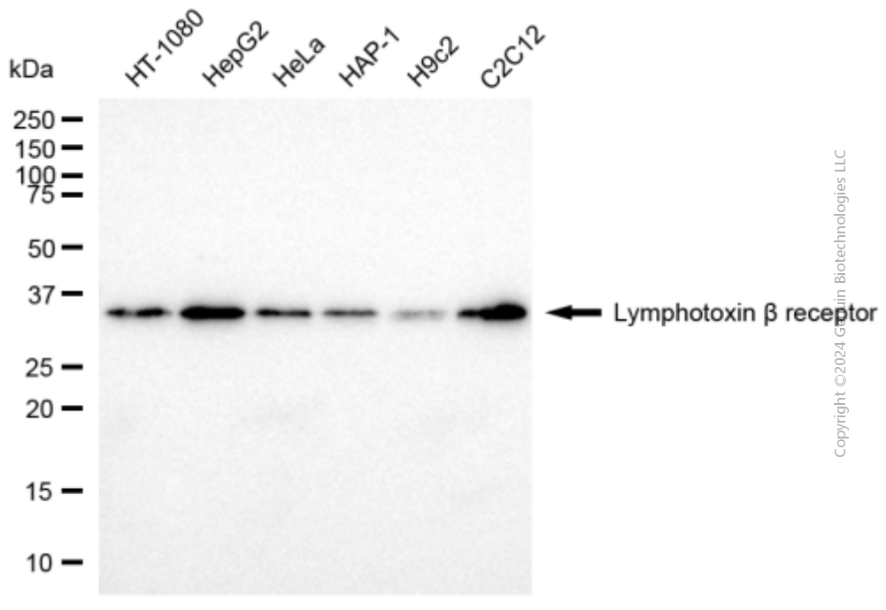 KD-Validated Anti-LTBR mouse monoclonal antibody ABG1967
