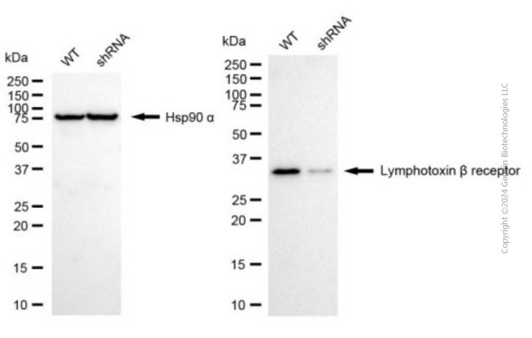 KD-Validated Anti-LTBR mouse monoclonal antibody ABG1967
