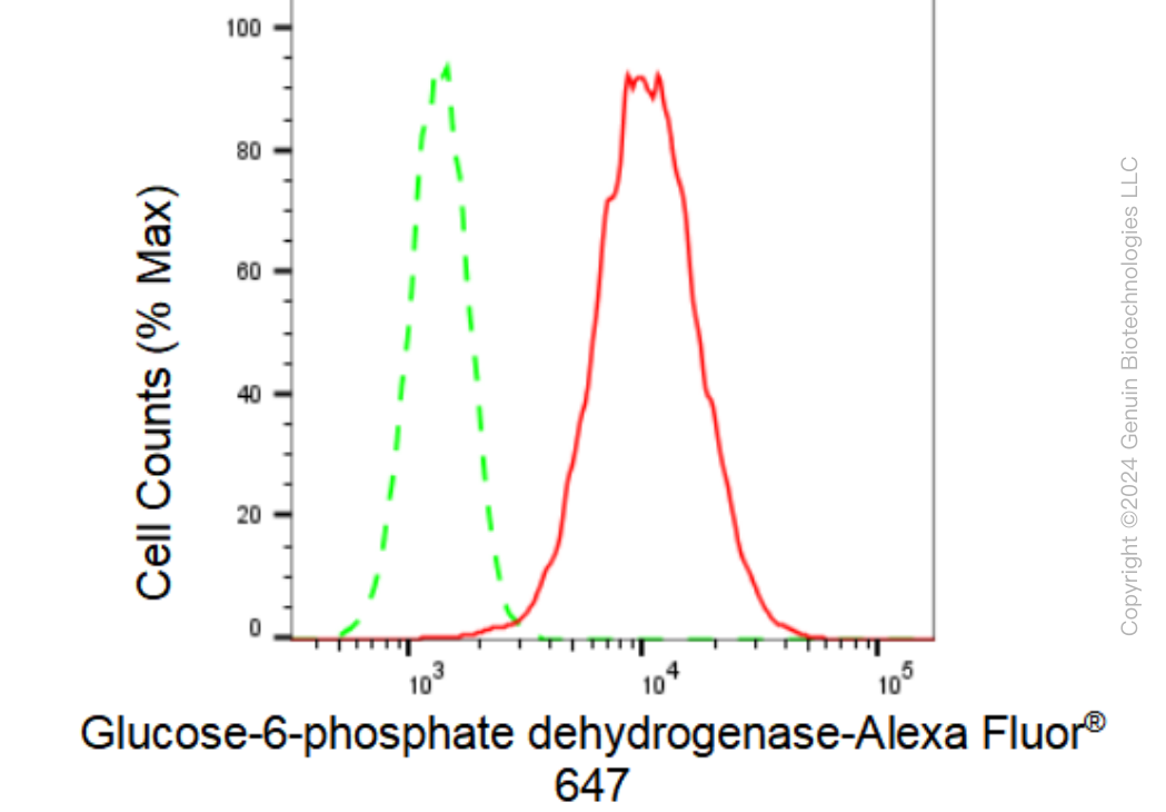 KD-Validated Anti-Glucose-6-phosphate dehydrogenase Rabbit Monoclonal Antibody ABG1968