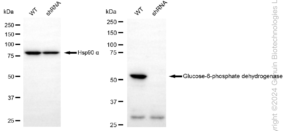 KD-Validated Anti-Glucose-6-phosphate dehydrogenase Rabbit Monoclonal Antibody ABG1968