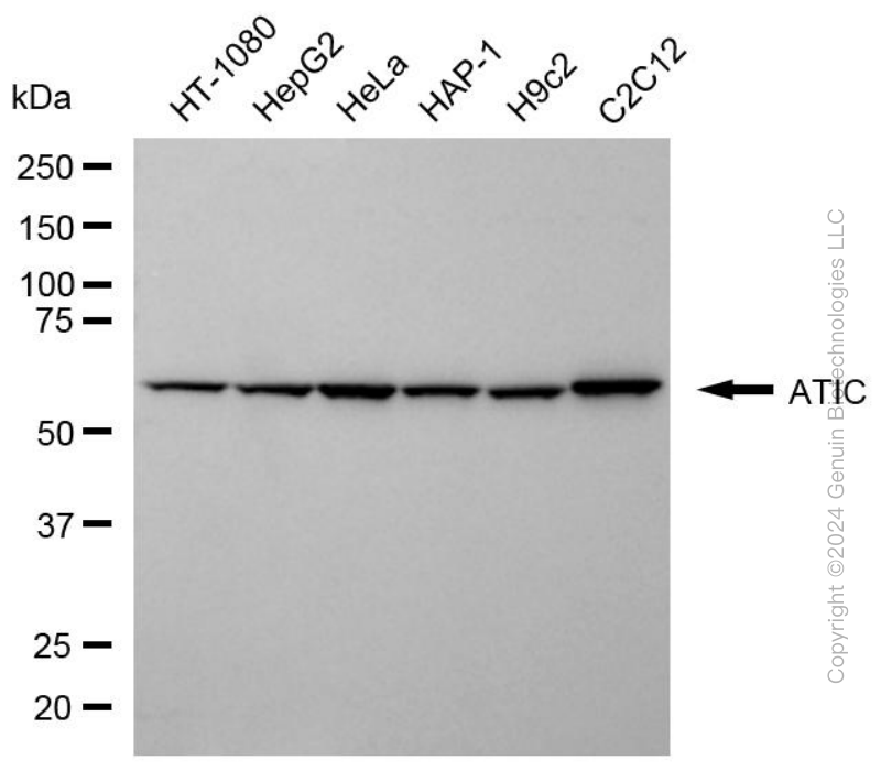 KD-Validated Anti-ATIC Mouse Monoclonal Antibody ABG1969