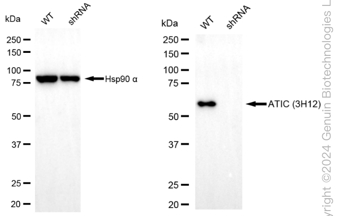 KD-Validated Anti-ATIC Mouse Monoclonal Antibody ABG1969