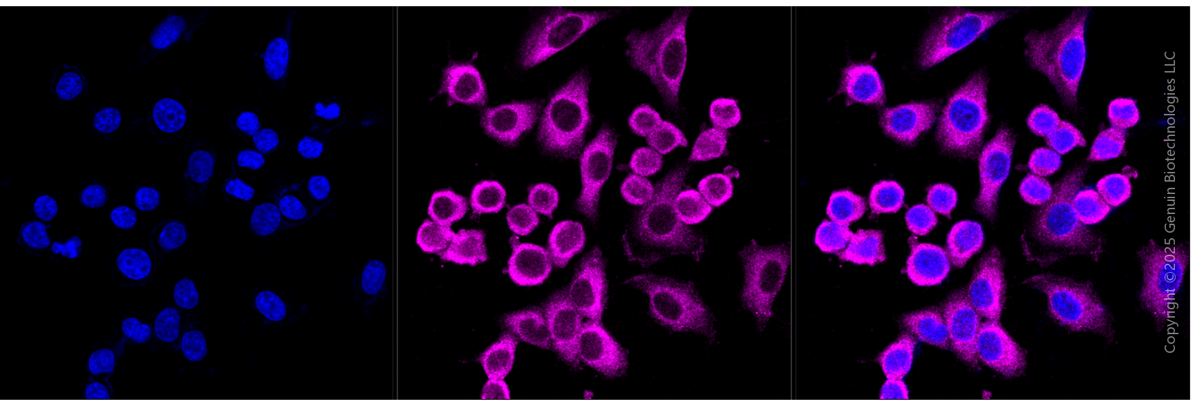 KD-Validated Anti-HARS1 Mouse Monoclonal Antibody ABG1970