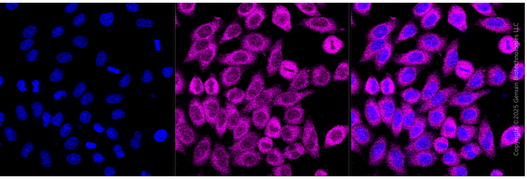 KD-Validated Anti-BID Mouse Monoclonal Antibody ABG1971
