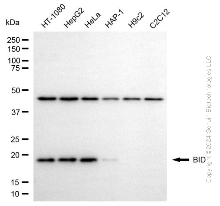 KD-Validated Anti-BID Mouse Monoclonal Antibody ABG1971