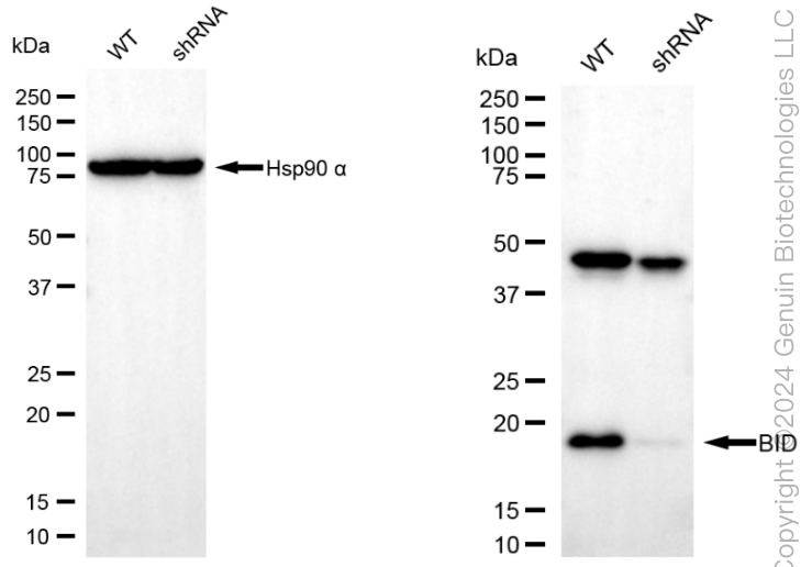 KD-Validated Anti-BID Mouse Monoclonal Antibody ABG1971