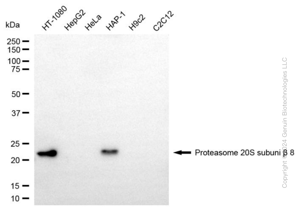 KD-Validated Anti-PSMB8 Mouse Monoclonal Antibody ABG1972