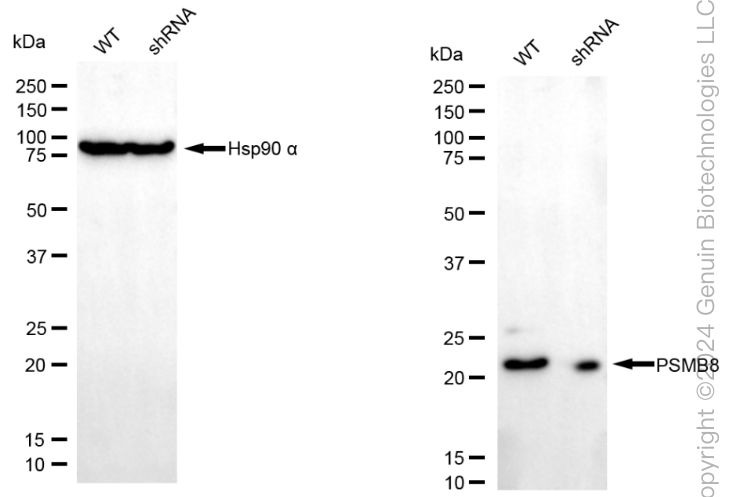 KD-Validated Anti-PSMB8 Mouse Monoclonal Antibody ABG1972