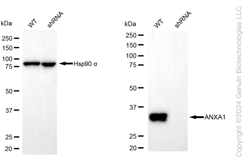 KD-Validated Anti-Annexin A1 Mouse Monoclonal Antibody ABG1974