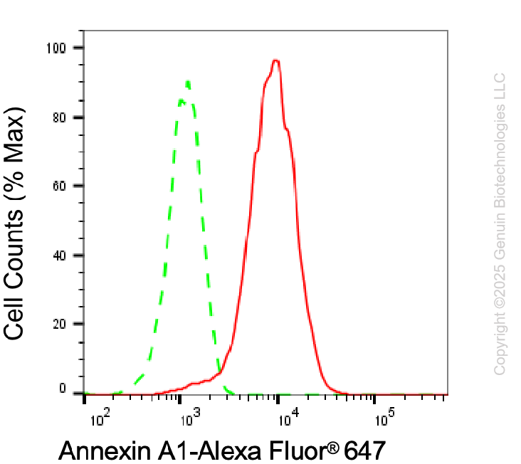 KD-Validated Anti-Annexin A1 Rabbit Monoclonal Antibody ABG1975