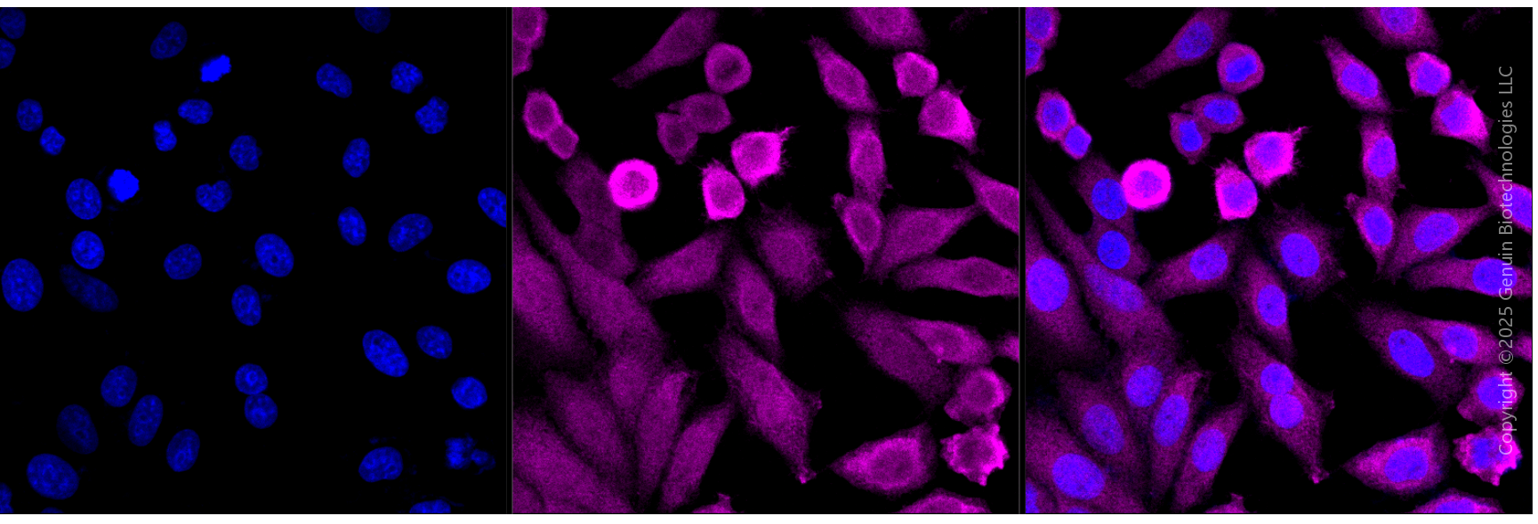 KD-Validated Anti-Annexin A1 Rabbit Monoclonal Antibody ABG1975