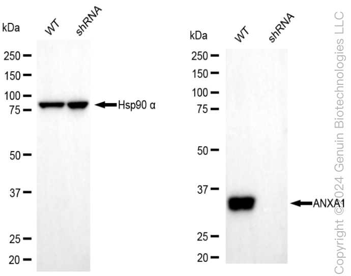 KD-Validated Anti-Annexin A1 Rabbit Monoclonal Antibody ABG1975