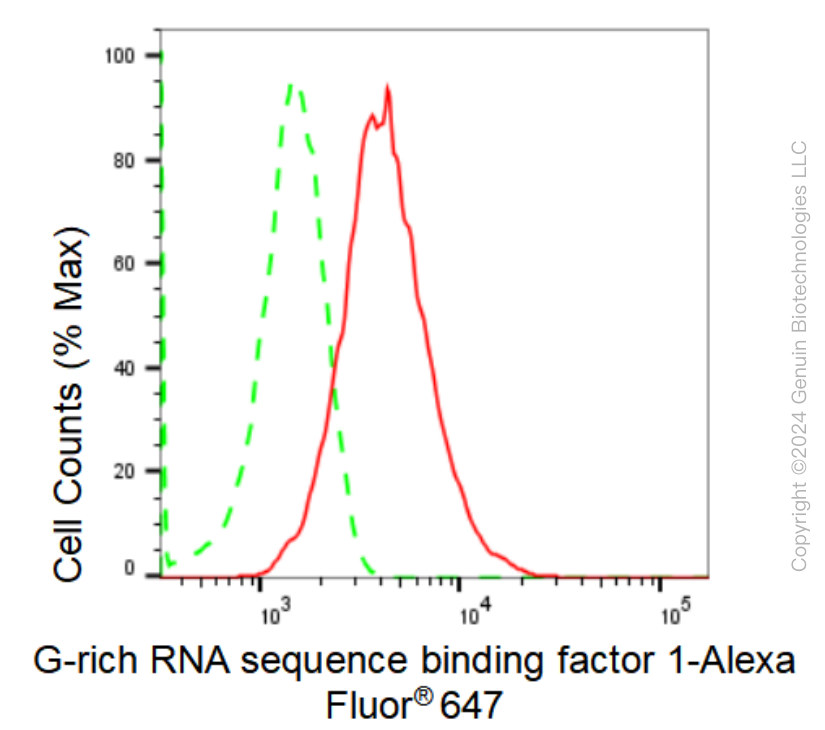 KD-Validated Anti-G-rich RNA sequence binding factor 1 Rabbit Monoclonal Antibody ABG1978