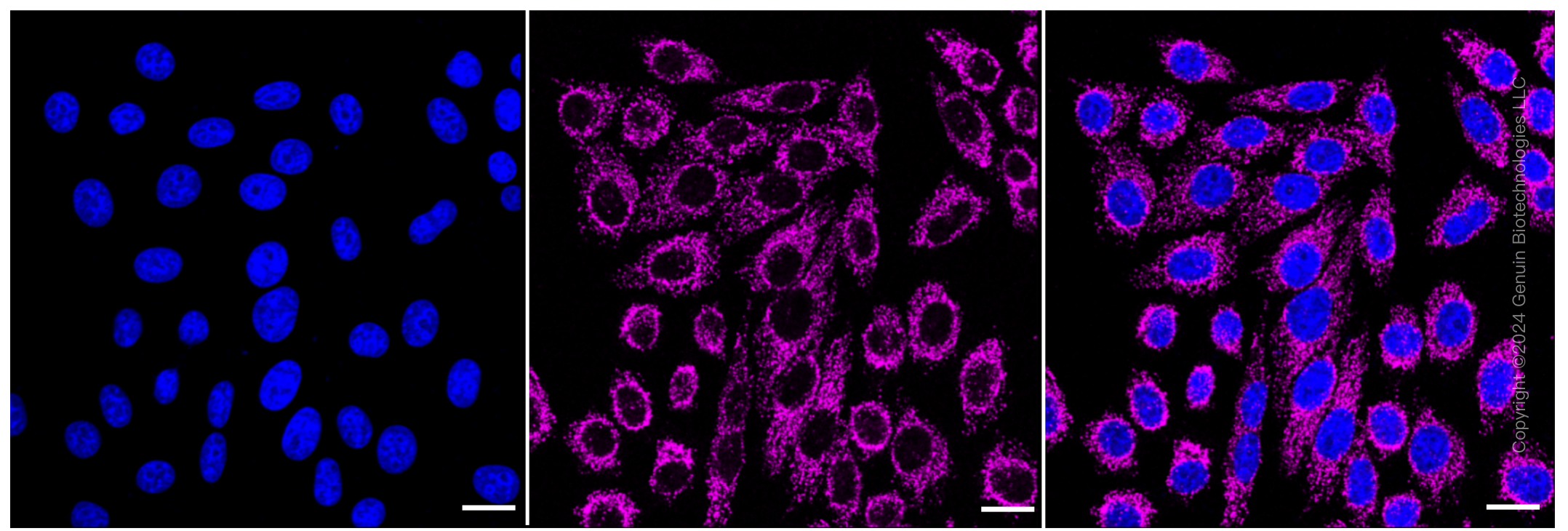 KD-Validated Anti-G-rich RNA sequence binding factor 1 Rabbit Monoclonal Antibody ABG1978