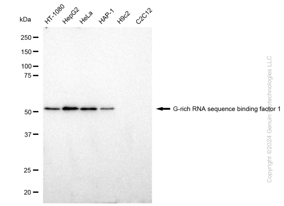 KD-Validated Anti-G-rich RNA sequence binding factor 1 Rabbit Monoclonal Antibody ABG1978