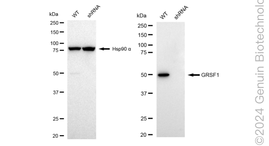 KD-Validated Anti-G-rich RNA sequence binding factor 1 Rabbit Monoclonal Antibody ABG1978