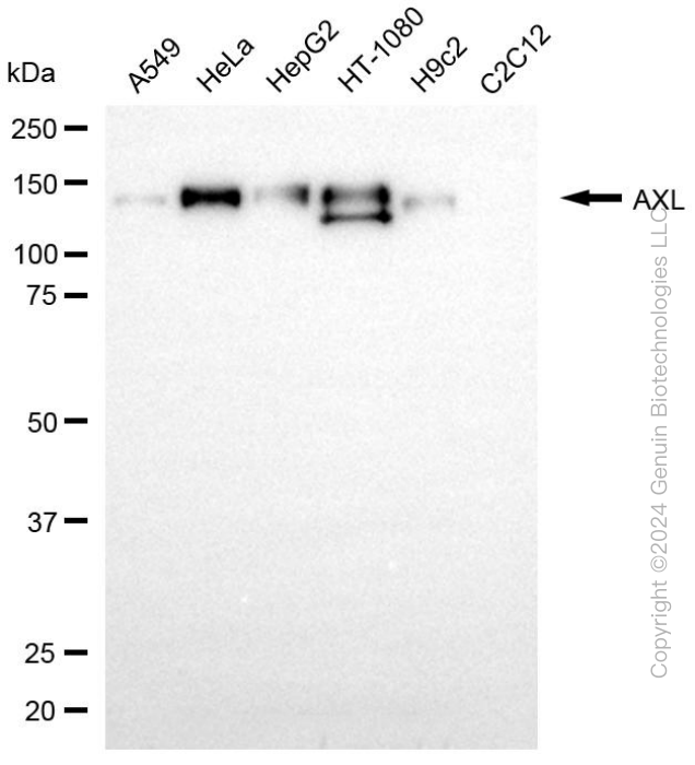 KD-Validated Anti-AXL Rabbit Monoclonal Antibody ABG1979