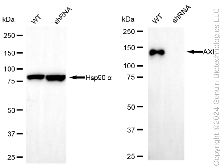 KD-Validated Anti-AXL Rabbit Monoclonal Antibody ABG1979